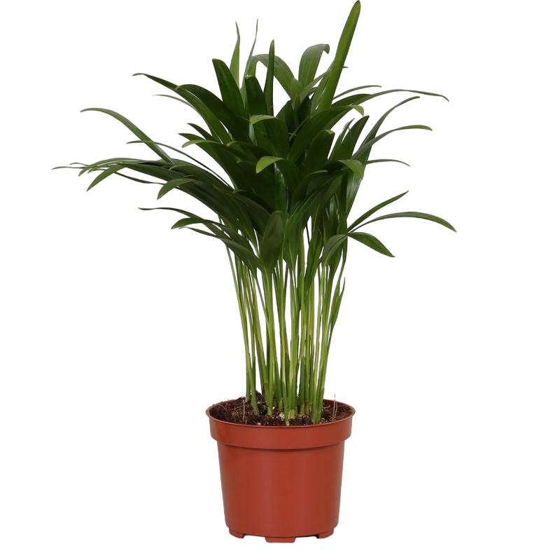 La Green Touch - Palmier Areca 35cm - Plante d'intérieur- La Green Touch - Imagen 1