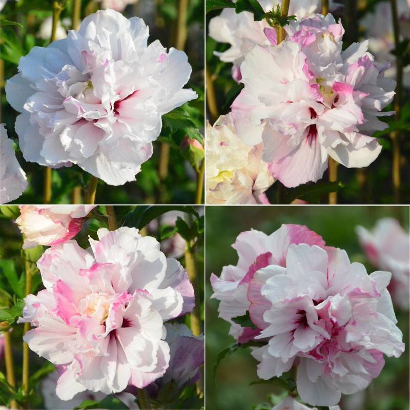 Hibiscus French Cabaret® Pastel 'Mindoub1', Althéa à fleurs Rose - feuillage Caduc - Pot de 4L - 20/40 cm-  hauteur à maturité De 1,50 m à 2,00 m - Image 1