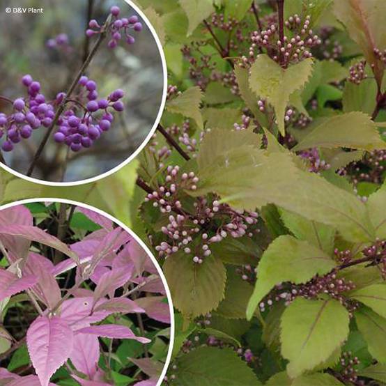 Callicarpa dichotoma Cardinal - Arbuste aux bonbons Pot de 2L/3L - Image 1