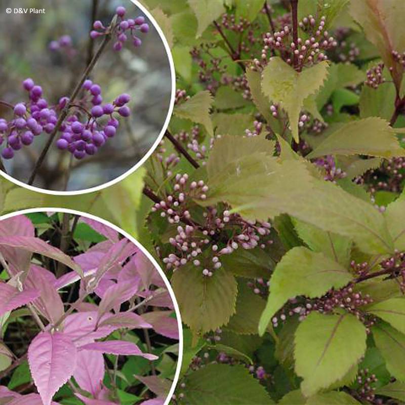 Callicarpa dichotoma Cardinal - Arbuste aux bonbons Pot de 2L/3L - Image 1