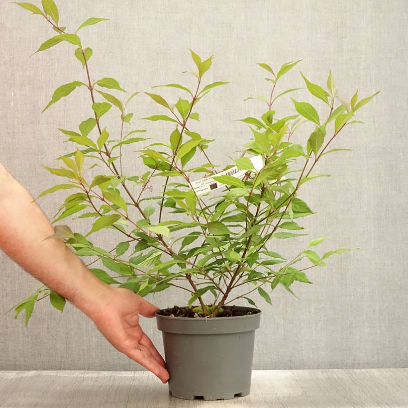 Callicarpa dichotoma Cardinal - Arbuste aux bonbons Pot de 2L/3L - Image 2