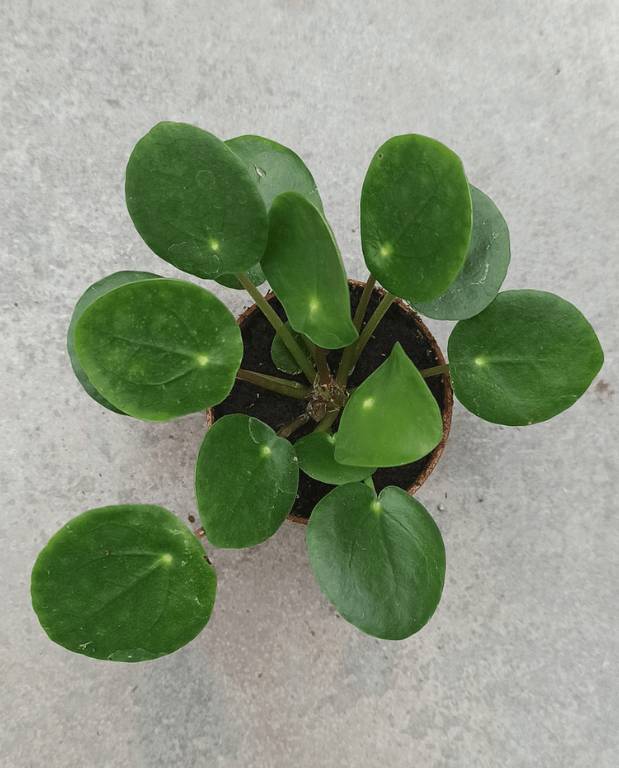 Pilea Peperomioides - Monnaie Chinoise D. 6cm H. 15cm - Plante d'intérieur - IndoorPoppies