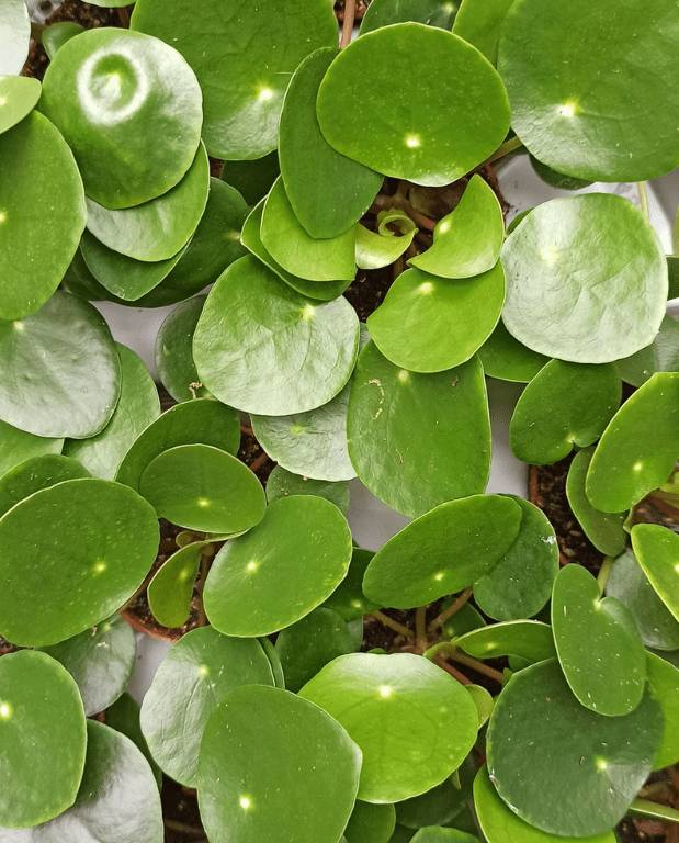 Pilea Peperomioides - Monnaie Chinoise D. 6cm H. 15cm - Plante d'intérieur - IndoorPoppies - Image 2