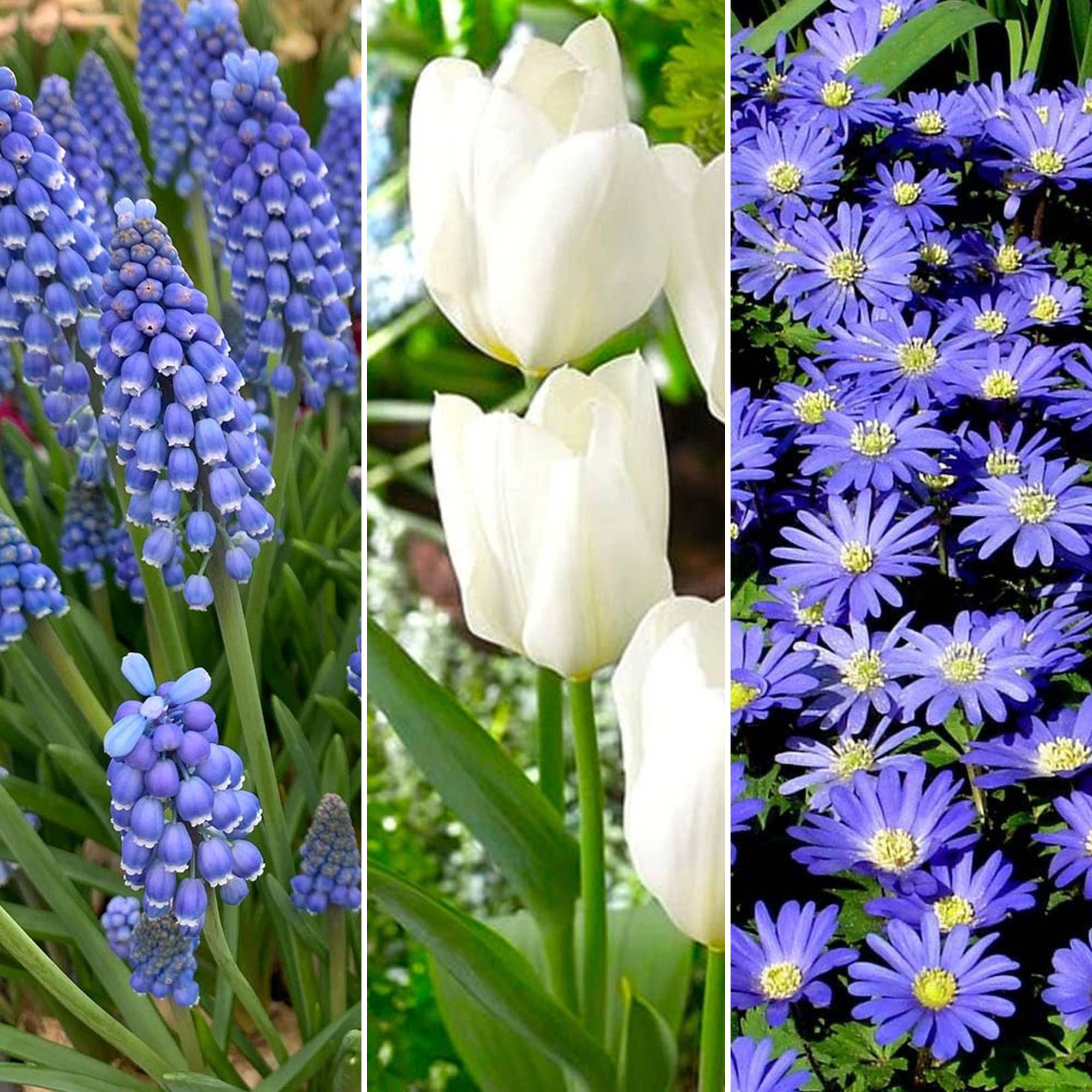 Gardenersdream - Jardin de Bulbes Bleu - Tulipe Muscari Anémone Scille Narcisse Allium Bulbes à Fleurs (125 Bulbes) - Imagen 3