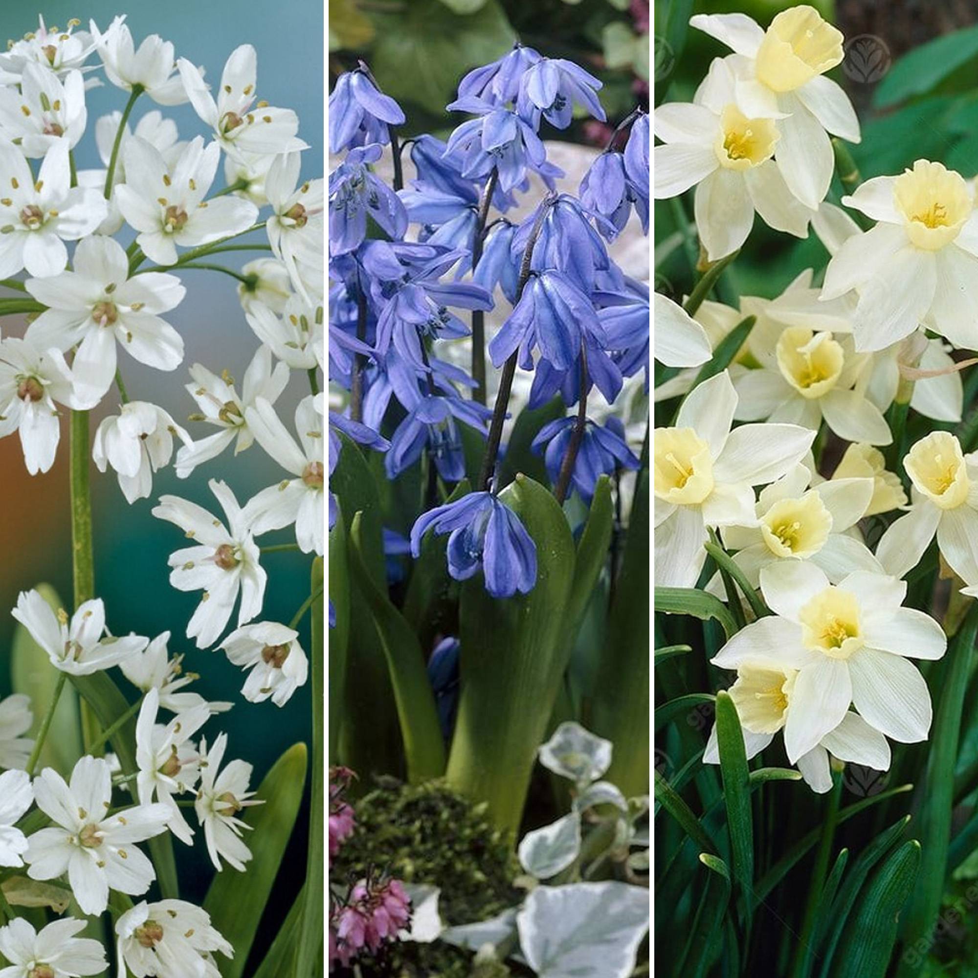 Gardenersdream - Jardin de Bulbes Bleu - Tulipe Muscari Anémone Scille Narcisse Allium Bulbes à Fleurs (125 Bulbes) - Imagen 4