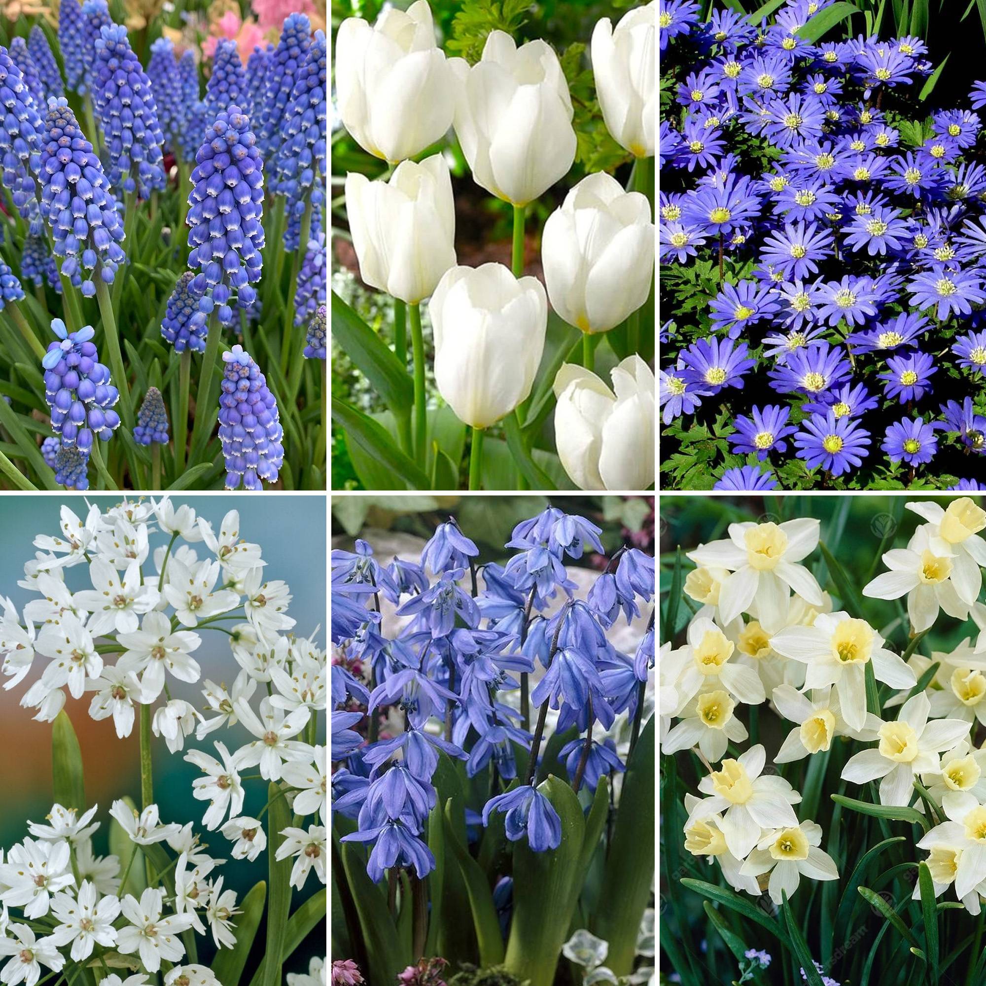 Gardenersdream - Jardin de Bulbes Bleu - Tulipe Muscari Anémone Scille Narcisse Allium Bulbes à Fleurs (125 Bulbes) - Imagen 2