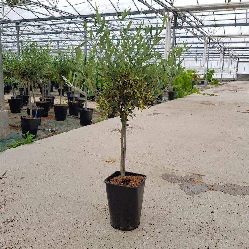 Sans Marque - Olivier de Toscane | olives noires bio - Pot de 6 litres, hauteur 60/80 cm