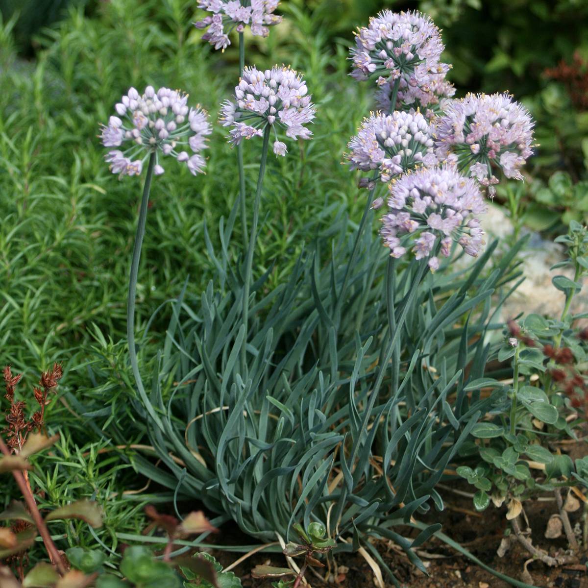 Ail d'ornement - Allium senescens Lisa Blue Pot de 2L/3L
