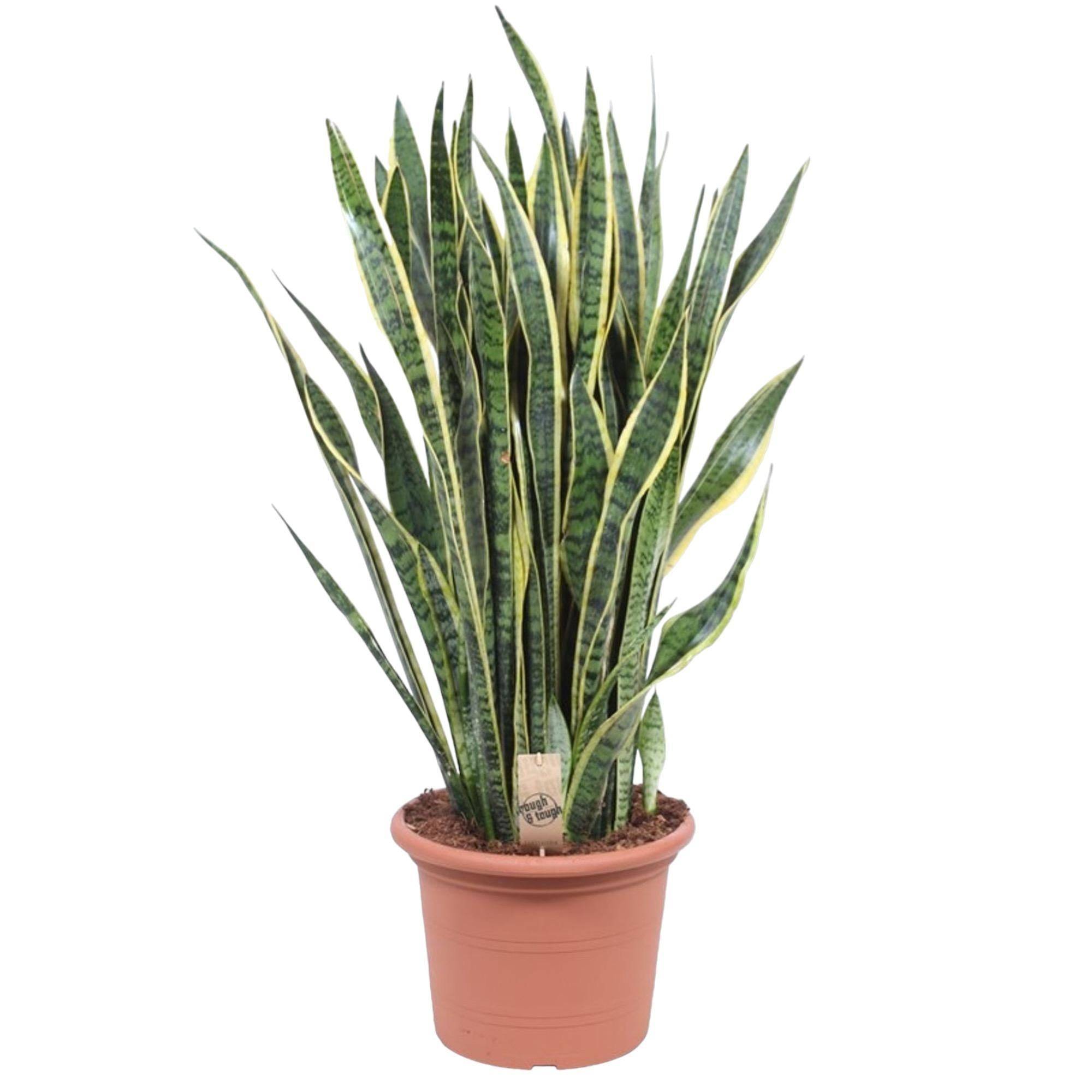 La Green Touch - Sansevieria Laurentii - D35 H100cm