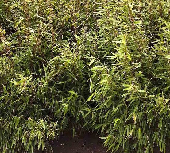 0 - Fargesia Robusta 'Pingwu' Pot 30 Litres - 125/150cm - Image 2