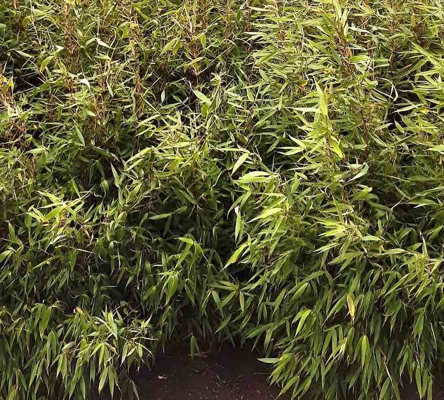 0 - Fargesia Robusta 'Pingwu'  Pot 30 Litres - 125/150cm - Image 2