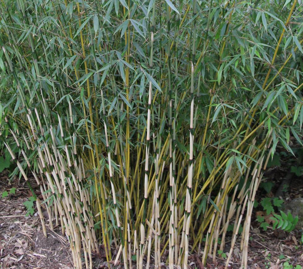 0 - Fargesia Robusta 'Pingwu'  Pot 30 Litres - 125/150cm - Image 3