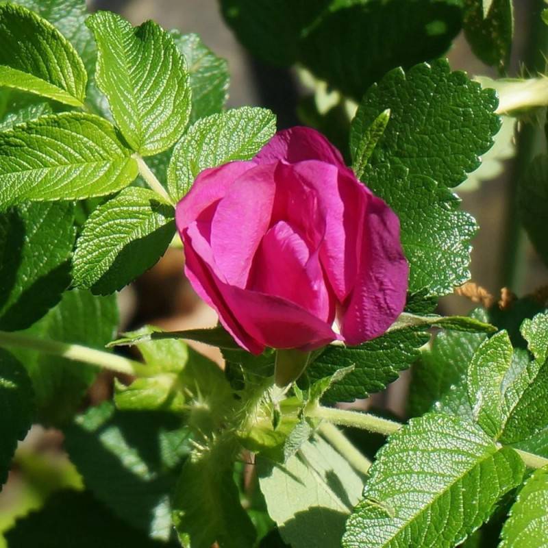 Rosier rugueux Exception® 'Rotes Meer' à fleurs Rose - feuillage Caduc - Pot de 3L - Touffe-  hauteur à maturité De 1,00 m à 1,50 m - Image 4