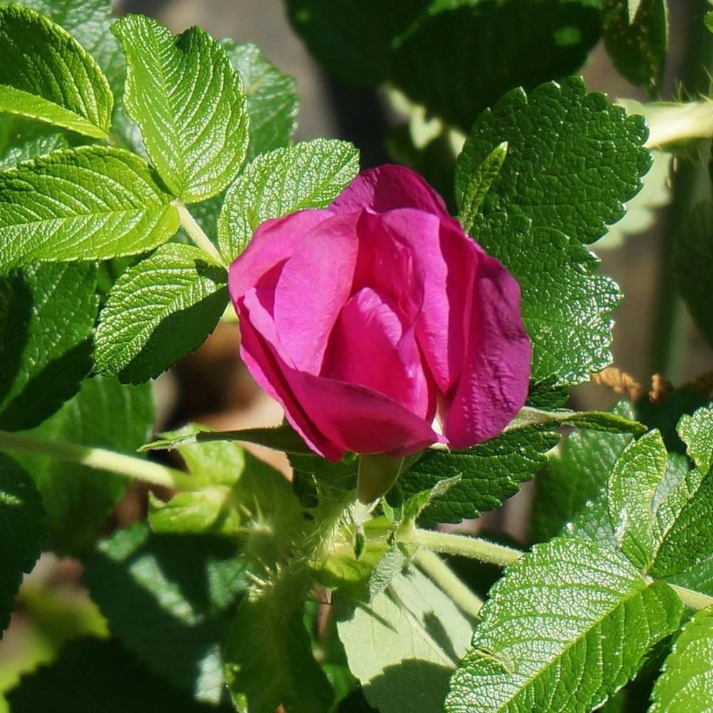 Rosier rugueux Exception® 'Rotes Meer' à fleurs Rose - feuillage Caduc - Pot de 3L - Touffe-  hauteur à maturité De 1,00 m à 1,50 m - Image 1