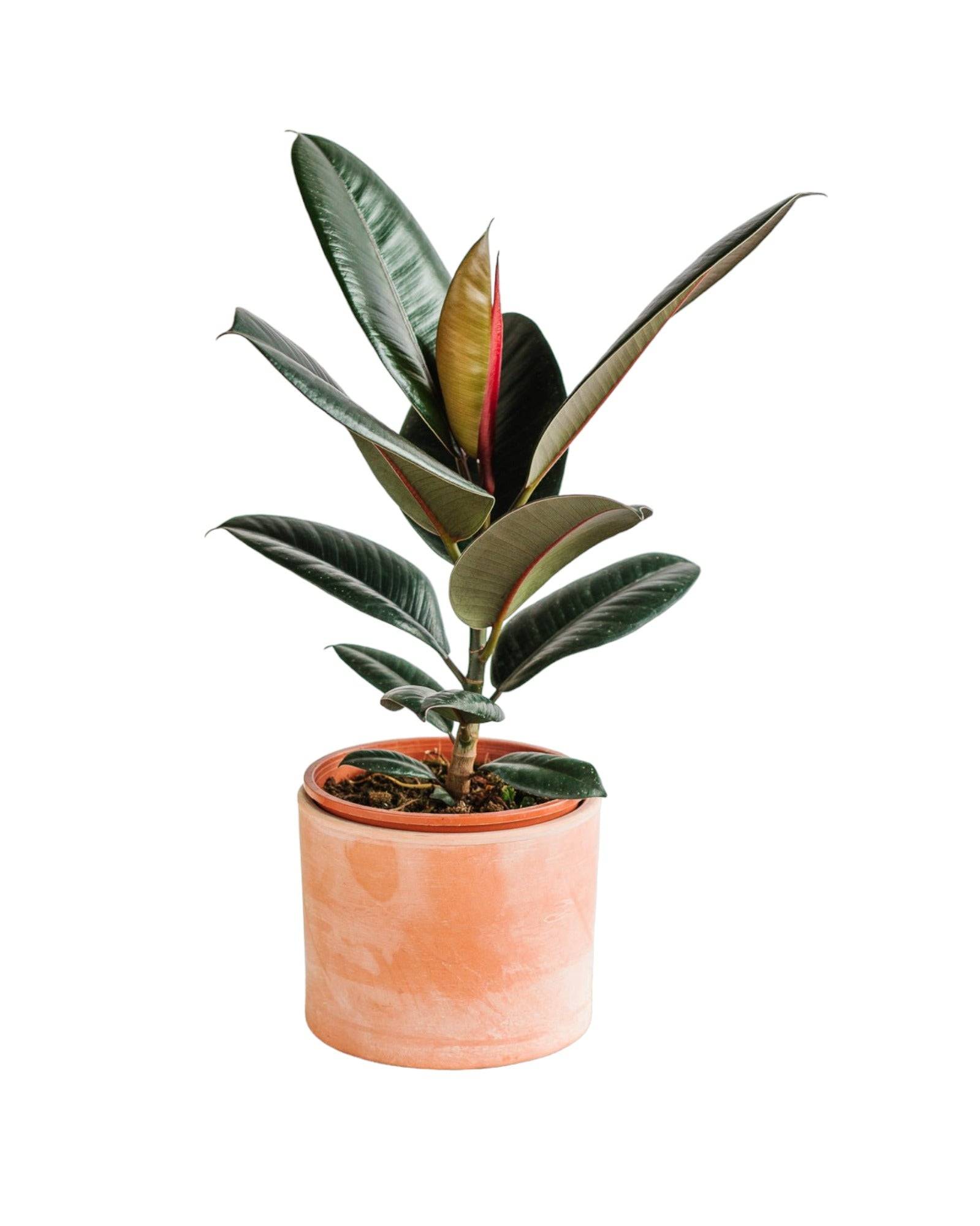 Ficus Burgundy 55cm - Plante d'intérieur- La Green Touch - Image 1