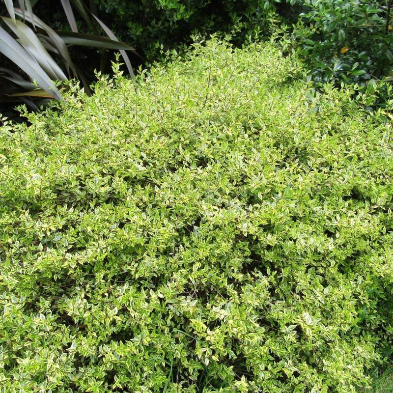 Abelia Radiance, Abélia à grandes fleurs à fleurs Rose - feuillage Persistant - Pot de 3L - 20/40 cm-  hauteur à maturité De 1,50 m à 2,00 m - Imagen 1