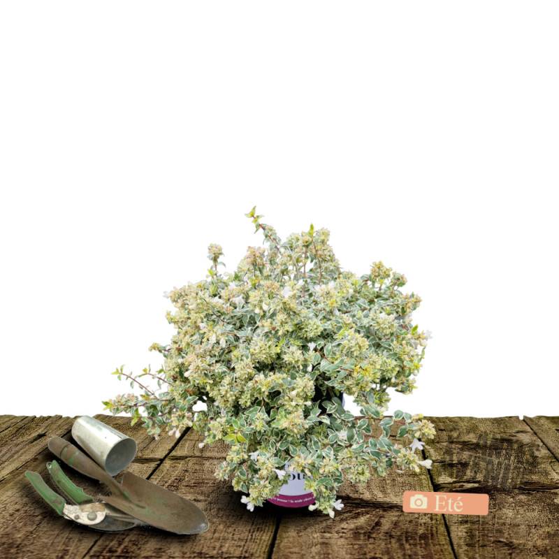 Abelia Radiance, Abélia à grandes fleurs à fleurs Rose - feuillage Persistant - Pot de 3L - 20/40 cm-  hauteur à maturité De 1,50 m à 2,00 m - Imagen 5