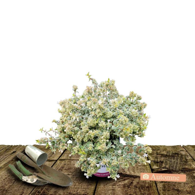 Abelia Radiance, Abélia à grandes fleurs à fleurs Rose - feuillage Persistant - Pot de 3L - 20/40 cm-  hauteur à maturité De 1,50 m à 2,00 m - Imagen 4