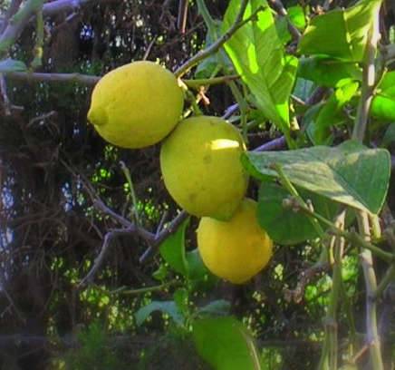 0 - Citrus limon var Verna (vigoureux et productif) Pot de 10 litres - 140/160 cm - Image 2