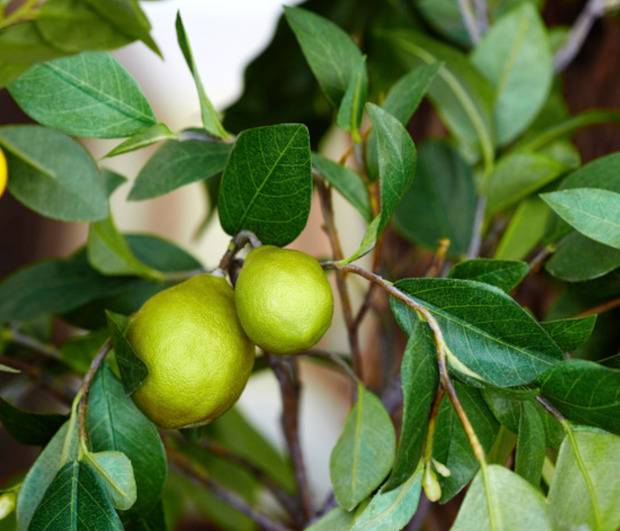 0 - Citrus limon var Verna (vigoureux et productif) Pot de 10 litres - 140/160 cm - Image 3
