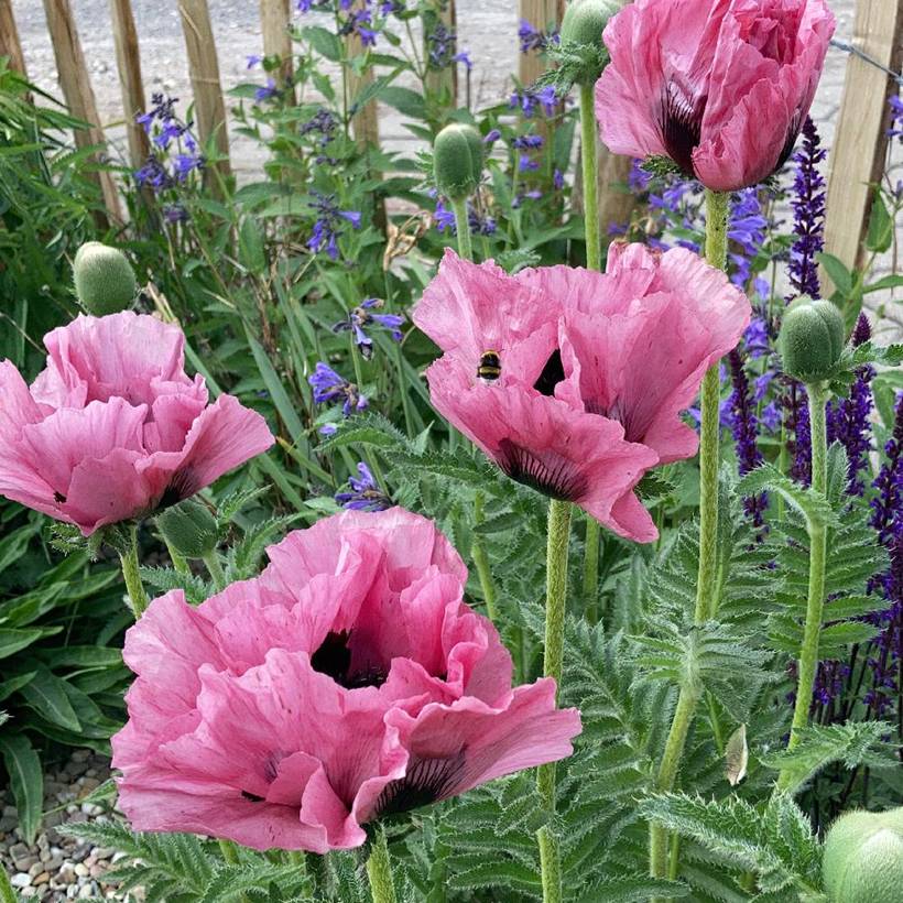 Promesse de Fleurs - Pavot d'Orient Pink Perfection - Papaver orientale Godet de 8/9 cm