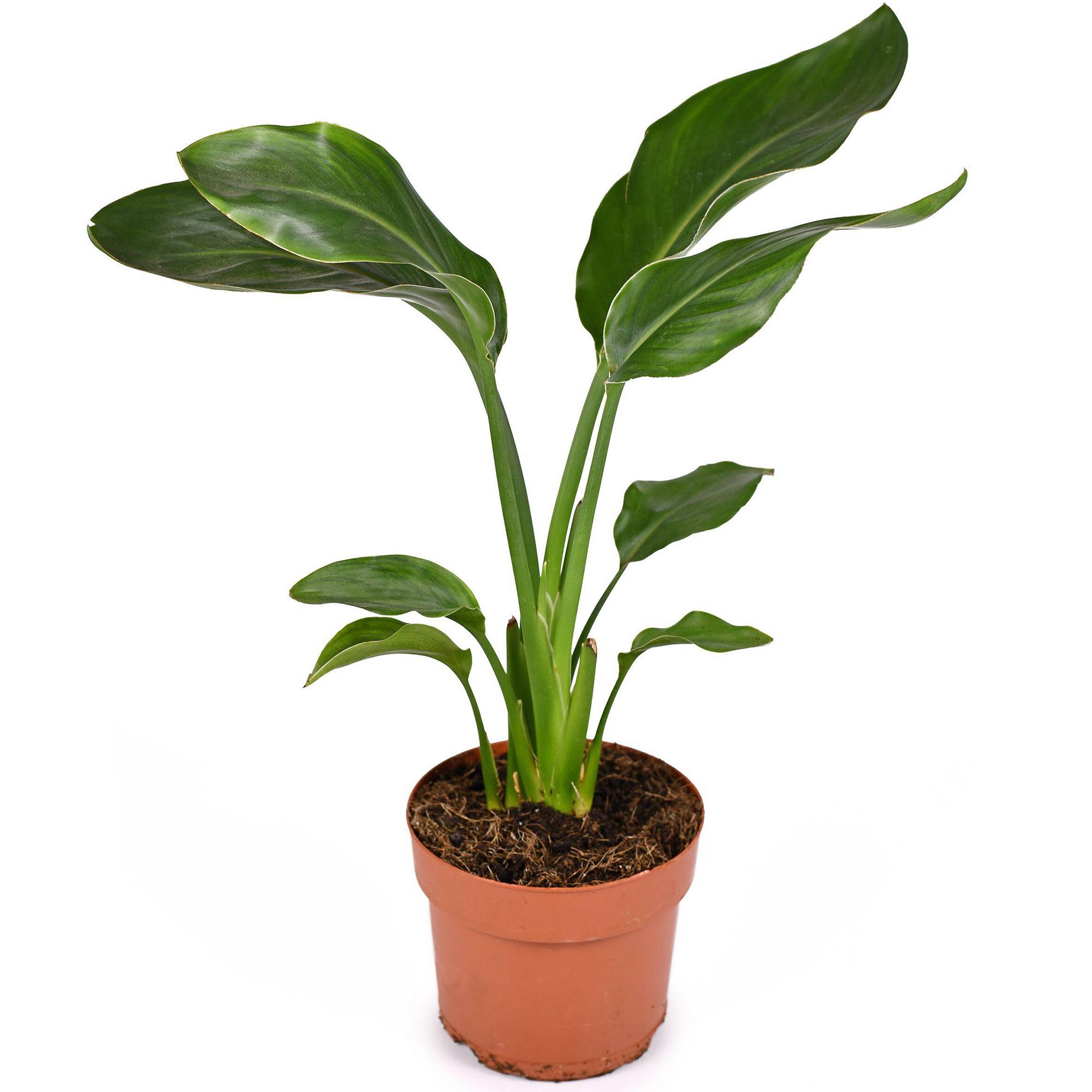 Gardenersdream - Strelitzia Nicolai - Oiseau De Paradis Blanc | Plante De Bureau À Domicile De 35 À 45 Cm En Pot - GardenersDream - Imagen 1