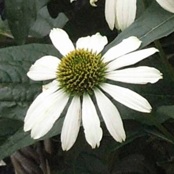 Echinacea Avalanche - Echinacée Godet de 8/9 cm