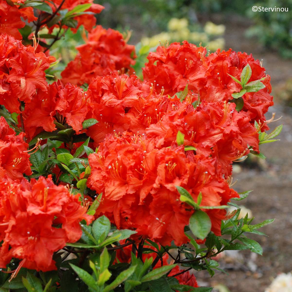 Promesse de Fleurs - Azalée de Chine Gibraltar - Azalea mollis Pot de 4L/5L