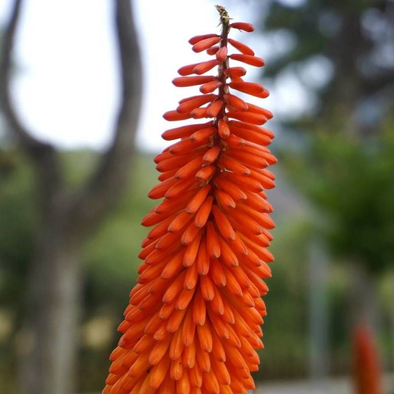 Kniphofia, Tison de Satan Alcazar à fleurs Orange/ - feuillage Caduc - Godet - 5/20 cm - Imagen 4