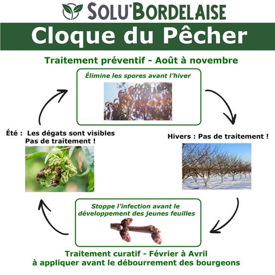 Solu'Bordelaise - Cloque du Pêcher - 3 kg de Bouillie Bordelaise Non Colorée - Polyvalent-Sulfate de Cuivre 200 g/kg - Doseur Inclus - Image 2