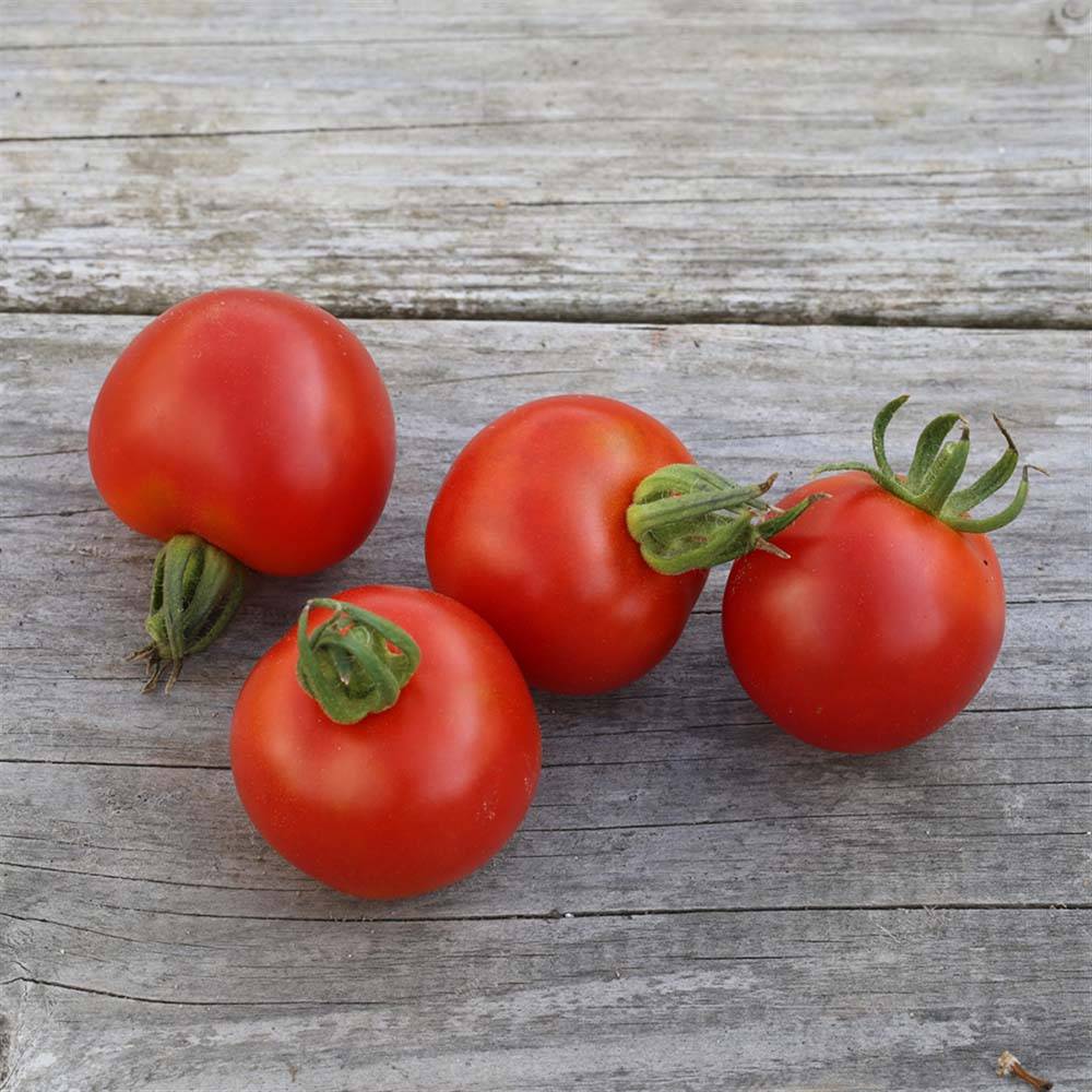 Tomate Gloire de Versailles NT - Ferme de Sainte Marthe le sachet de 50 graines environ