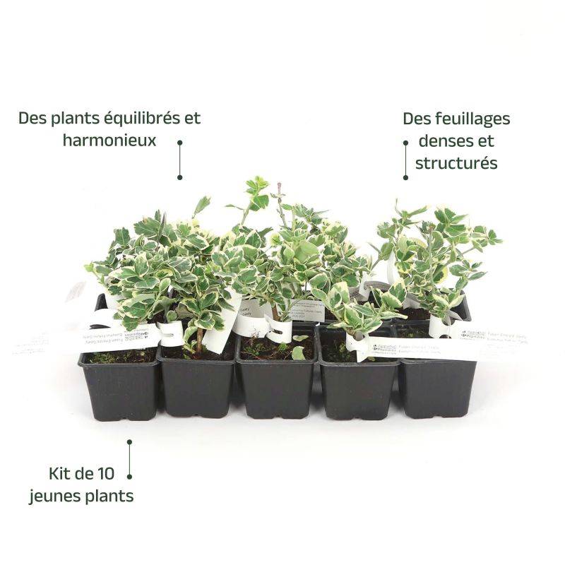 10 Fusains Emerald 'Gaiety' (Euonymus Fortunei 'Gaeity') - Haie Fusain Gaiety -  - Pépinières Naudet - Image 4