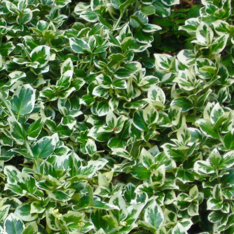 10 Fusains Emerald 'Gaiety' (Euonymus Fortunei 'Gaeity') - Haie Fusain Gaiety - - Pépinières Naudet - Image 2
