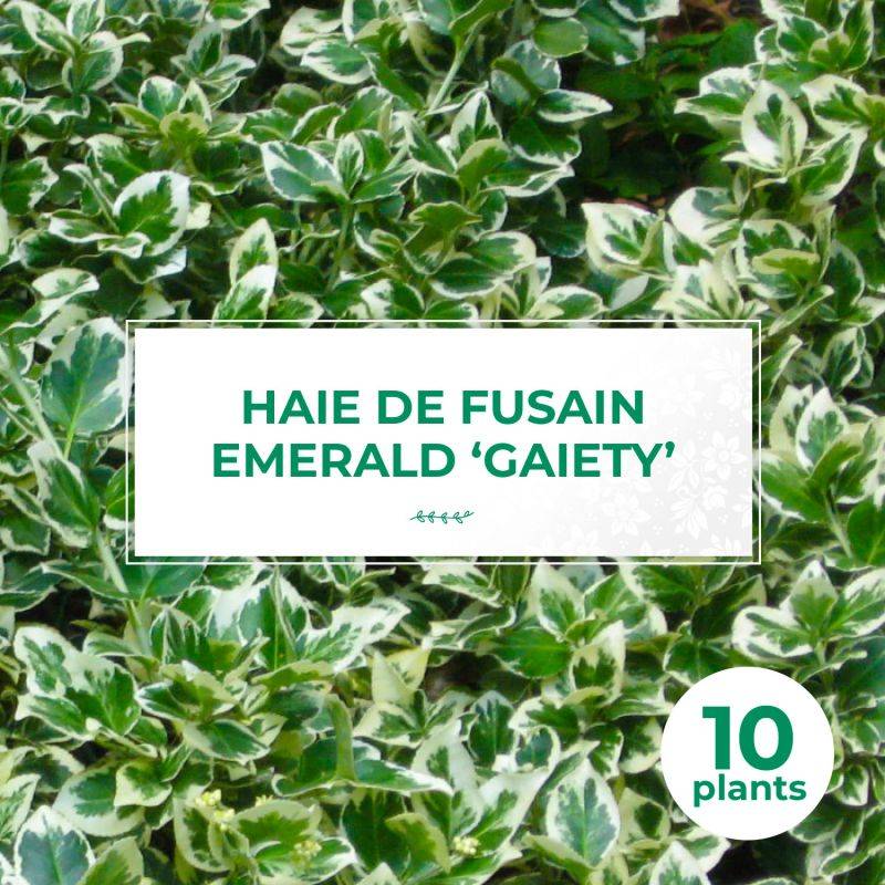 10 Fusains Emerald 'Gaiety' (Euonymus Fortunei 'Gaeity') - Haie Fusain Gaiety -  - Pépinières Naudet - Image 1