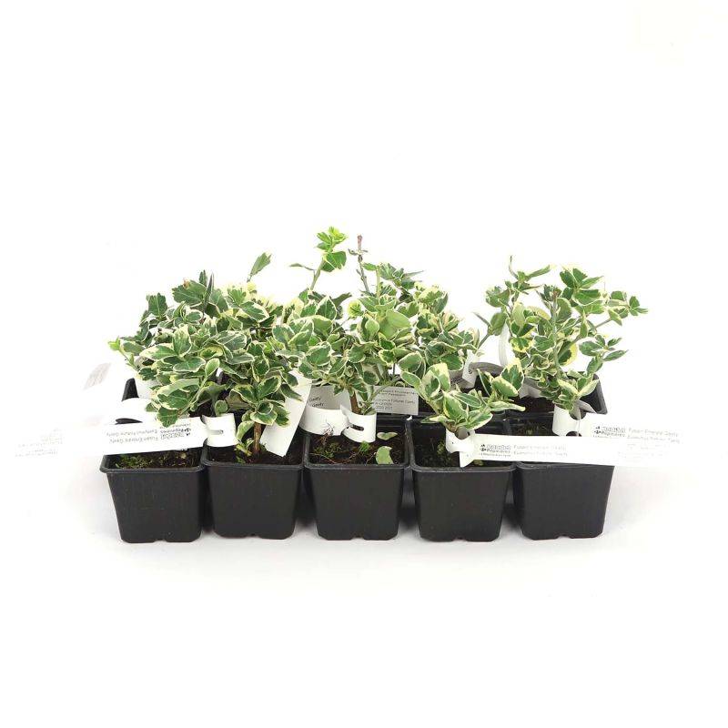 10 Fusains Emerald 'Gaiety' (Euonymus Fortunei 'Gaeity') - Haie Fusain Gaiety -  - Pépinières Naudet - Image 3