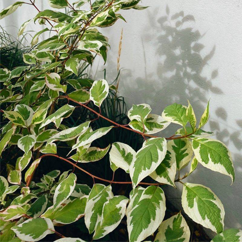 Cornouiller stolonifère 'White Gold' (Cornus sericea 'White Gold') - Godet 9cm - Pépinières Naudet - Imagen 1
