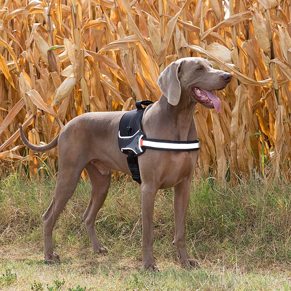 Ferplast - Harnais pour Chiens HERCULES LARGE, Rembourré, Résistant, Anti-griffures, Visible dans l'Obscurité, avec Poignée - Imagen 3