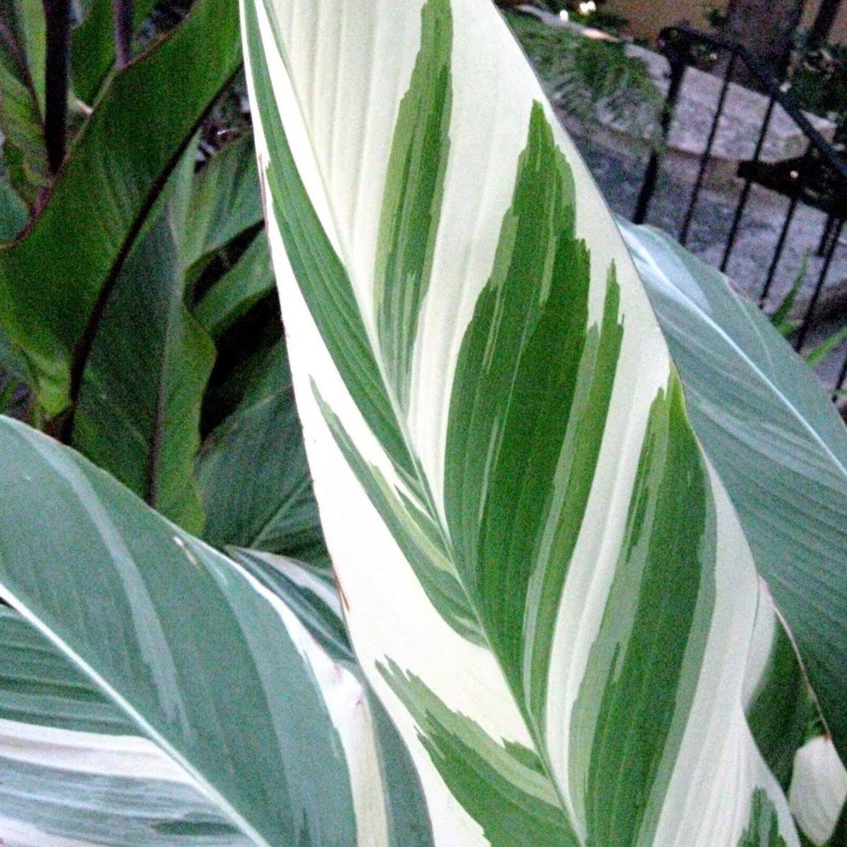 Canna Stuttgart - Balisier panaché à fleurs orange saumoné Bulbe calibre I (par 3)