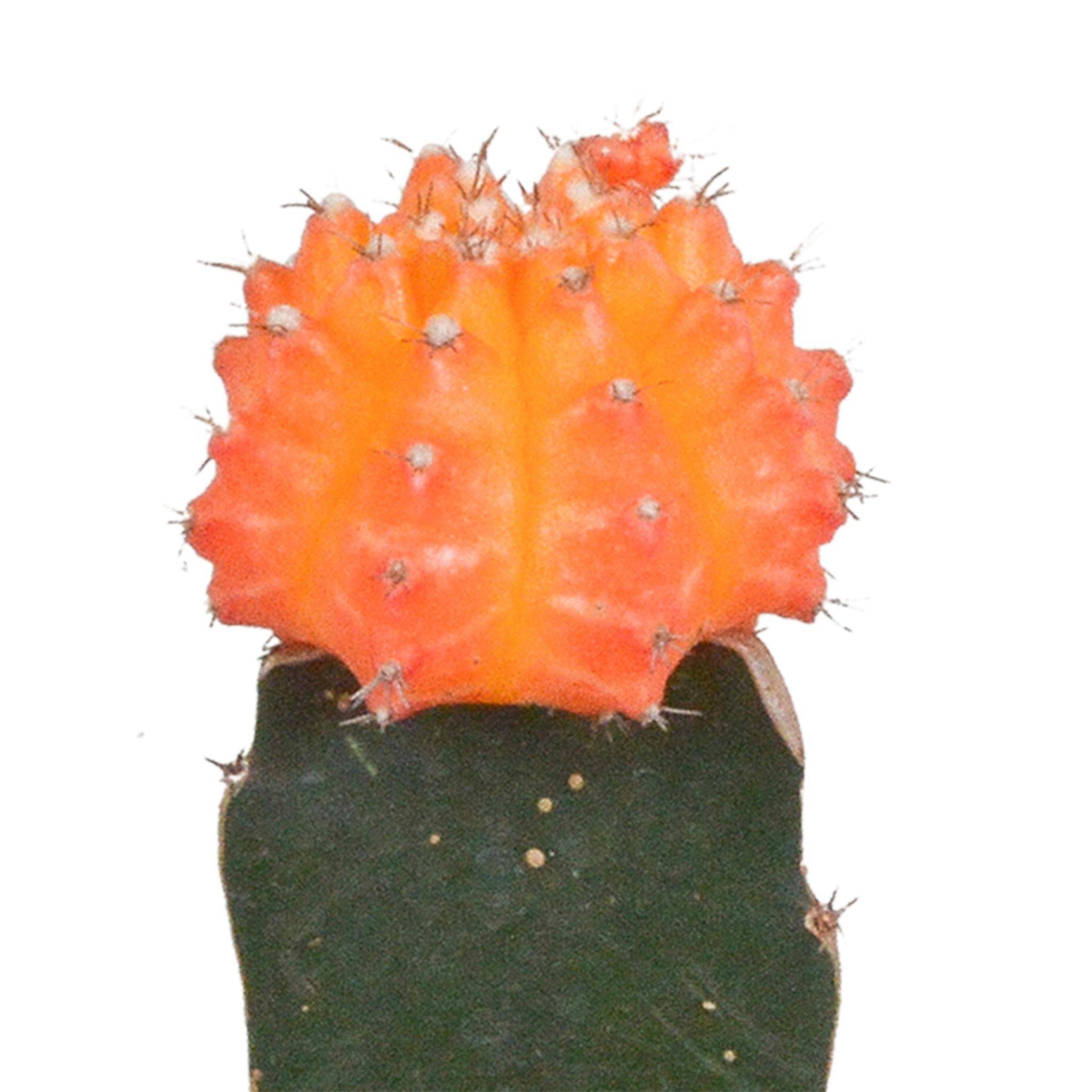 La Green Touch - Trio de Gymnocalycium - D5 H22cm - Image 4