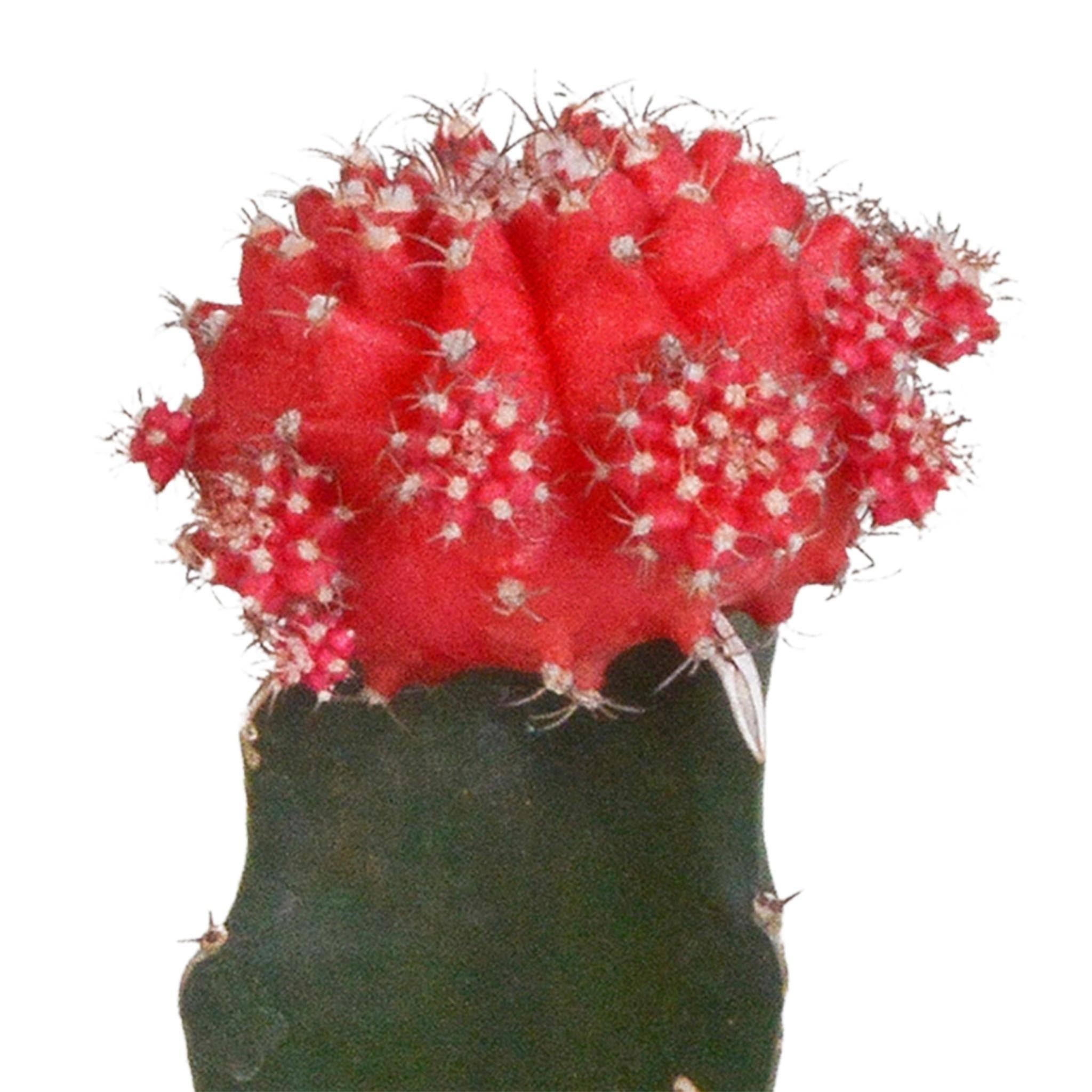 La Green Touch - Trio de Gymnocalycium - D5 H22cm - Image 5