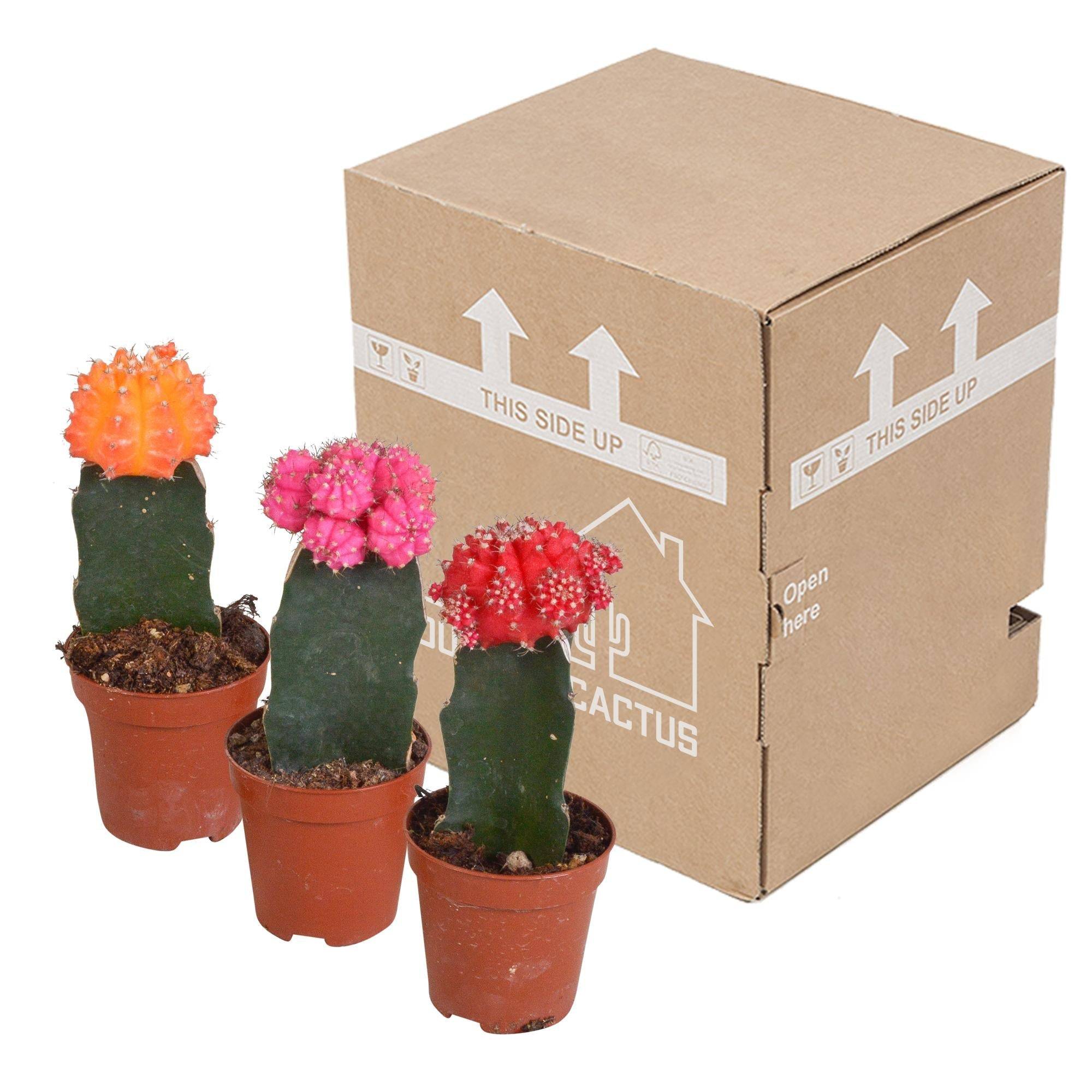 La Green Touch - Trio de Gymnocalycium - D5 H22cm - Image 3