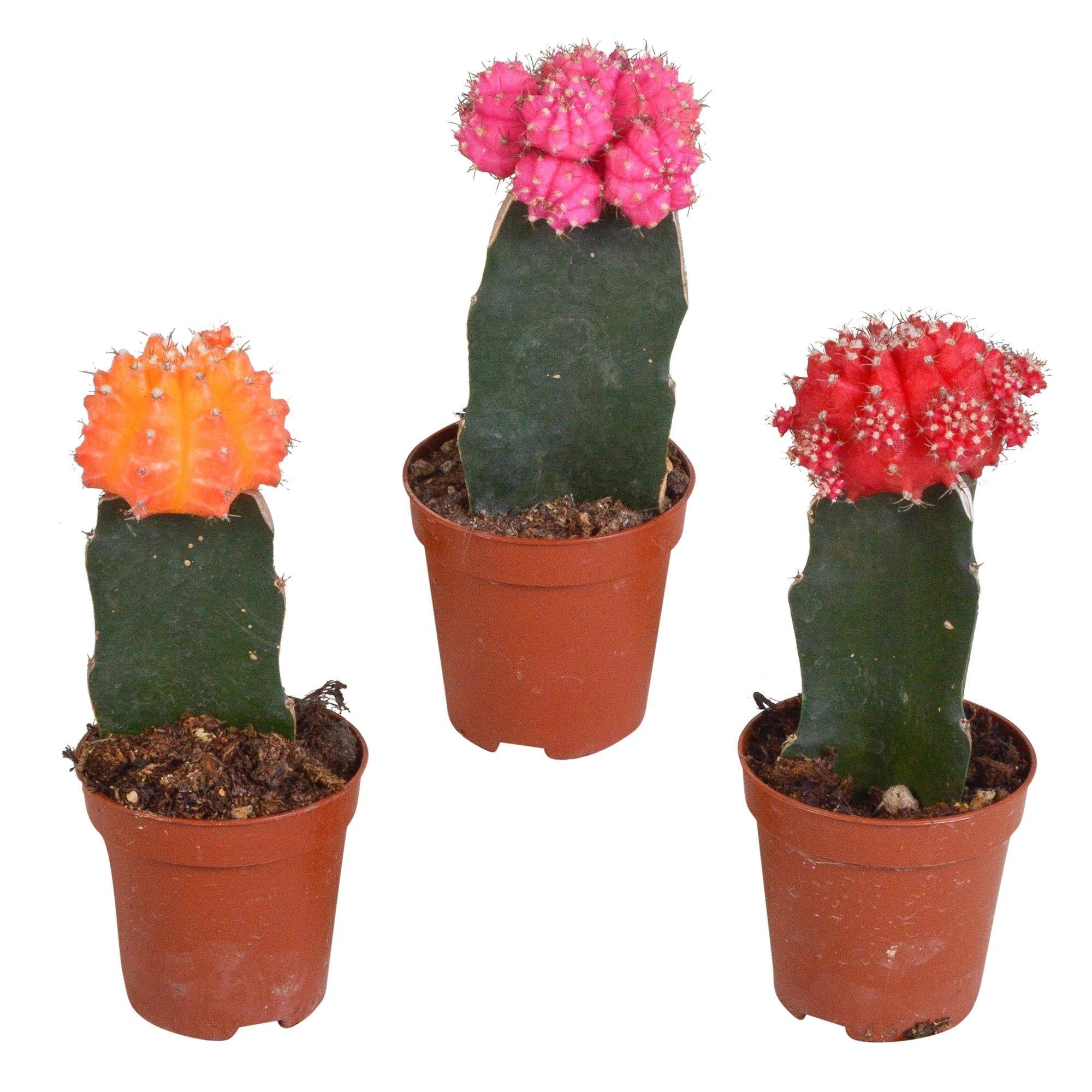 La Green Touch - Trio de Gymnocalycium - D5 H22cm
