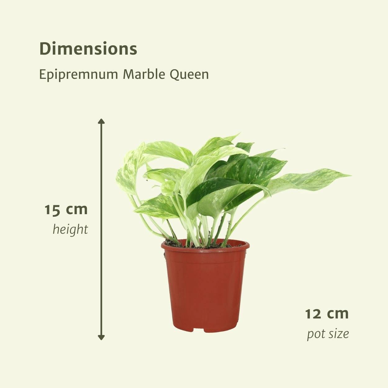 Epipremnum Marble Queen - D12 H15cm - Image 4