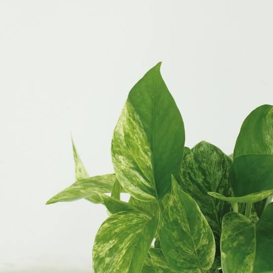 Epipremnum Marble Queen - D12 H15cm - Image 3