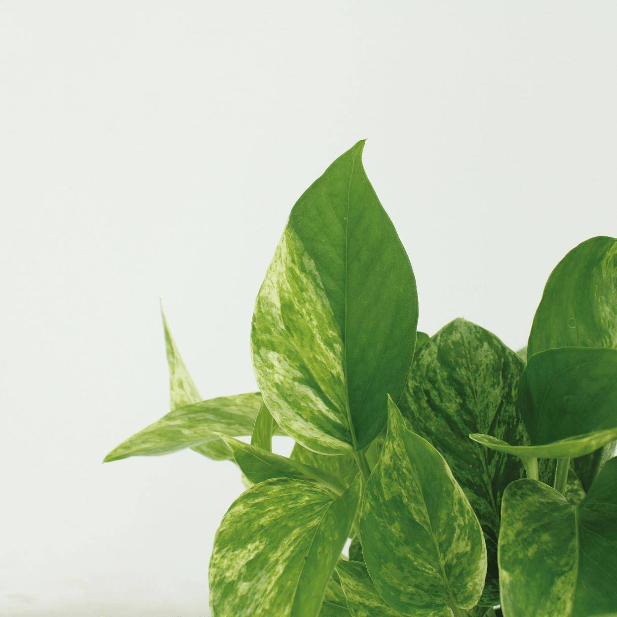 Epipremnum Marble Queen - D12 H15cm - Image 3