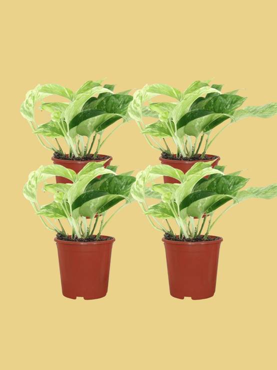Epipremnum Marble Queen - D12 H15cm - Image 1