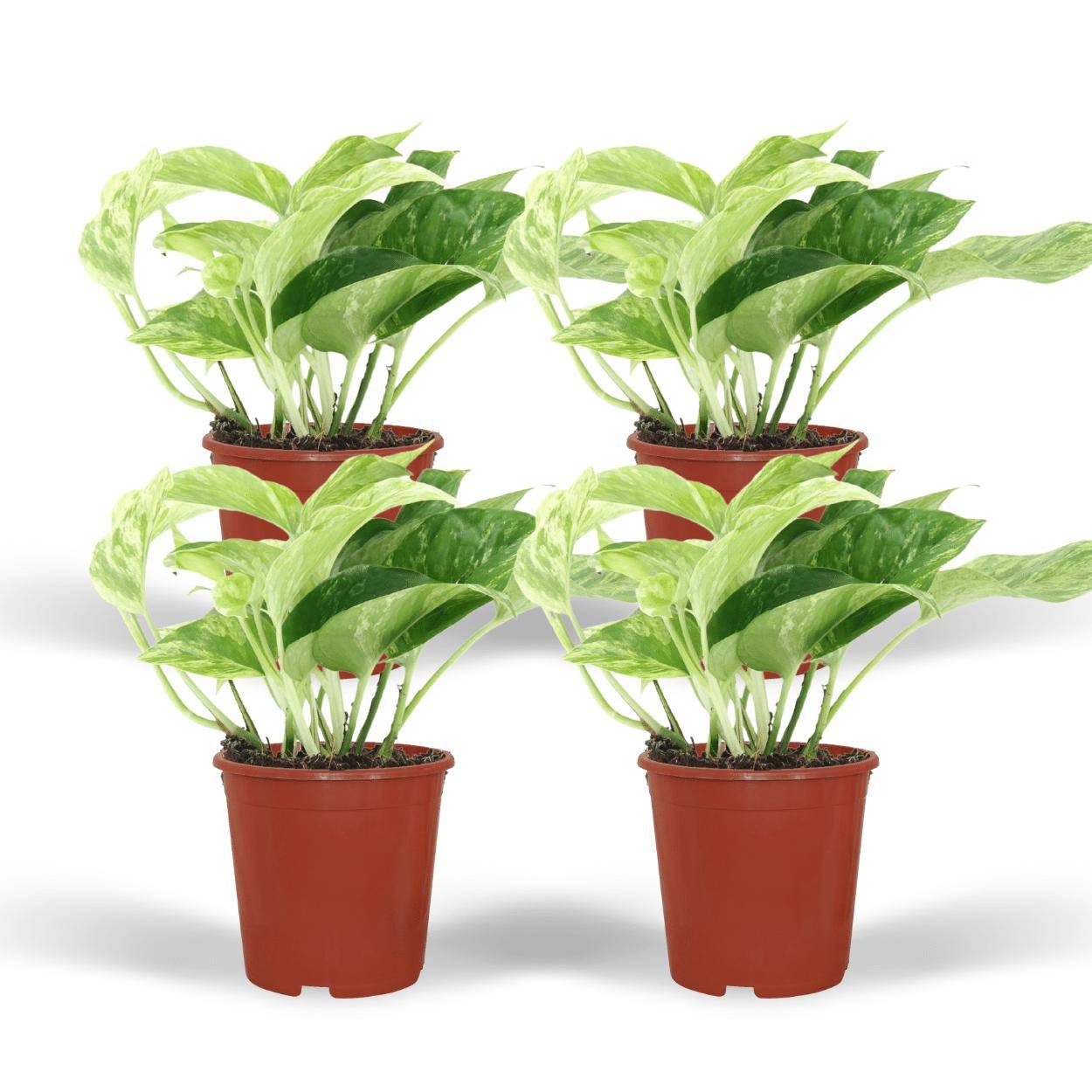 Epipremnum Marble Queen - D12 H15cm - Image 2