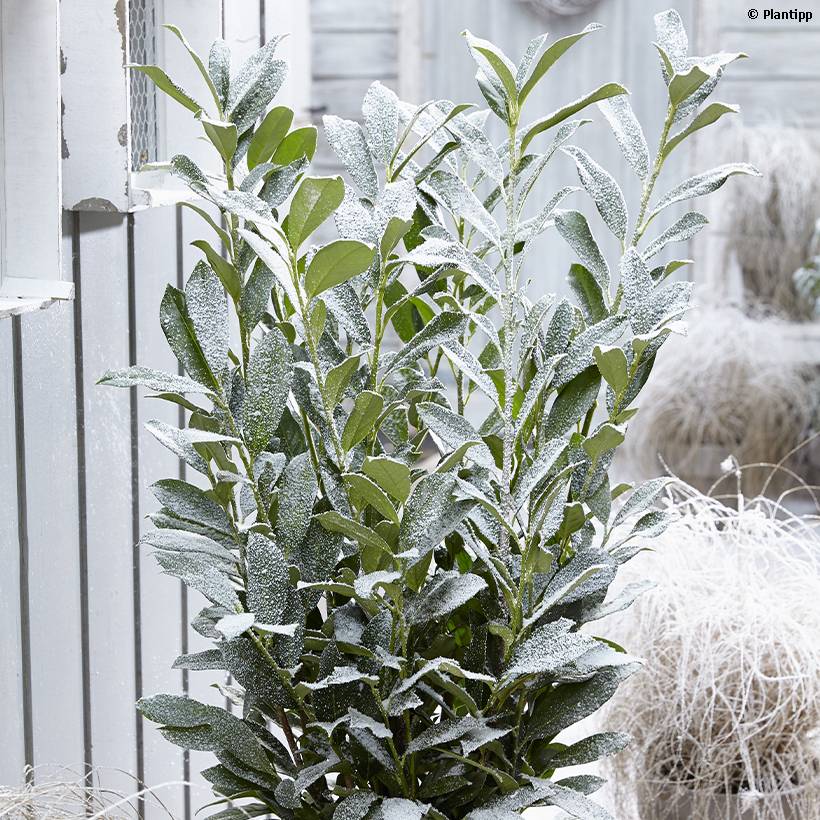 Laurier cerise - Prunus laurocerasus Elly Pot de 3L/4L
