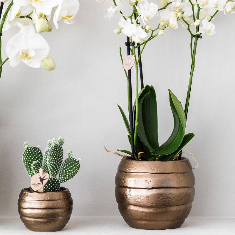 La Green Touch - Coffret Home Hub | Orchidée Phalaenopsis et Plantes Succulentes- La Green Touch - Image 6