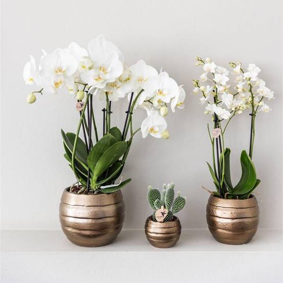 La Green Touch - Coffret Home Hub | Orchidée Phalaenopsis et Plantes Succulentes- La Green Touch - Image 4